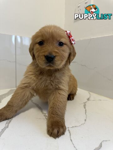 Golden Retriever Puppies for Loving Homes 🐾