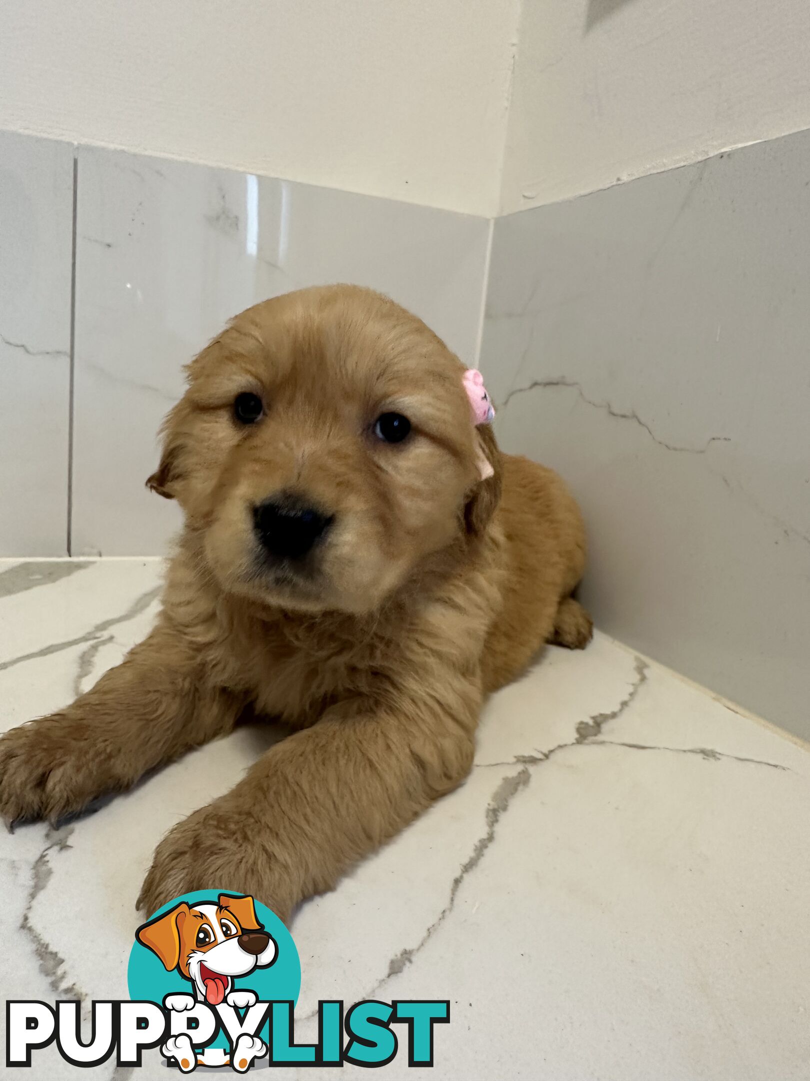 Golden Retriever Puppies for Loving Homes 🐾