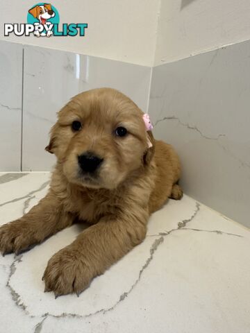 Golden Retriever Puppies for Loving Homes 🐾