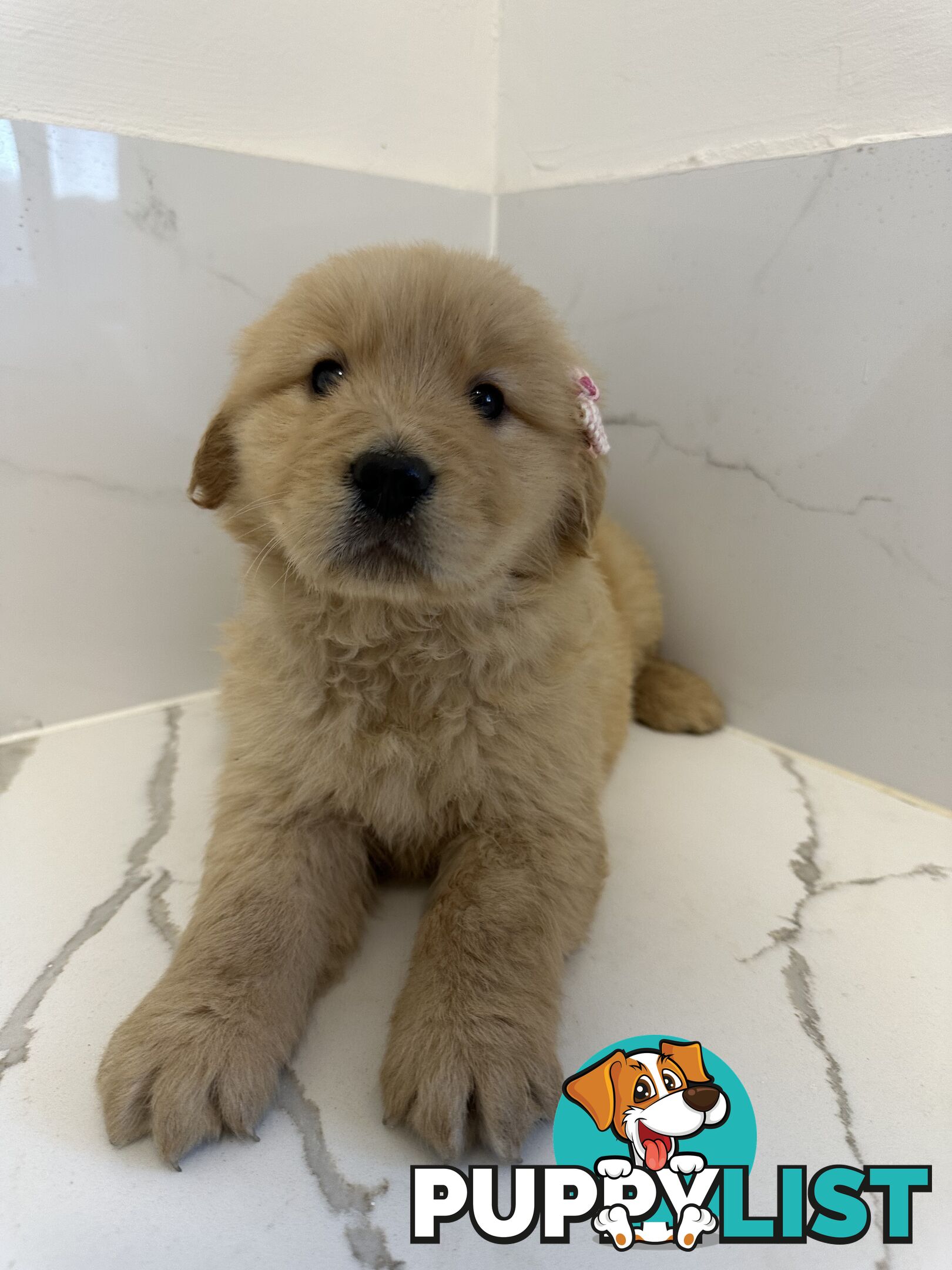 Golden Retriever Puppies for Loving Homes 🐾