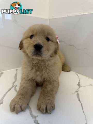Golden Retriever Puppies for Loving Homes 🐾