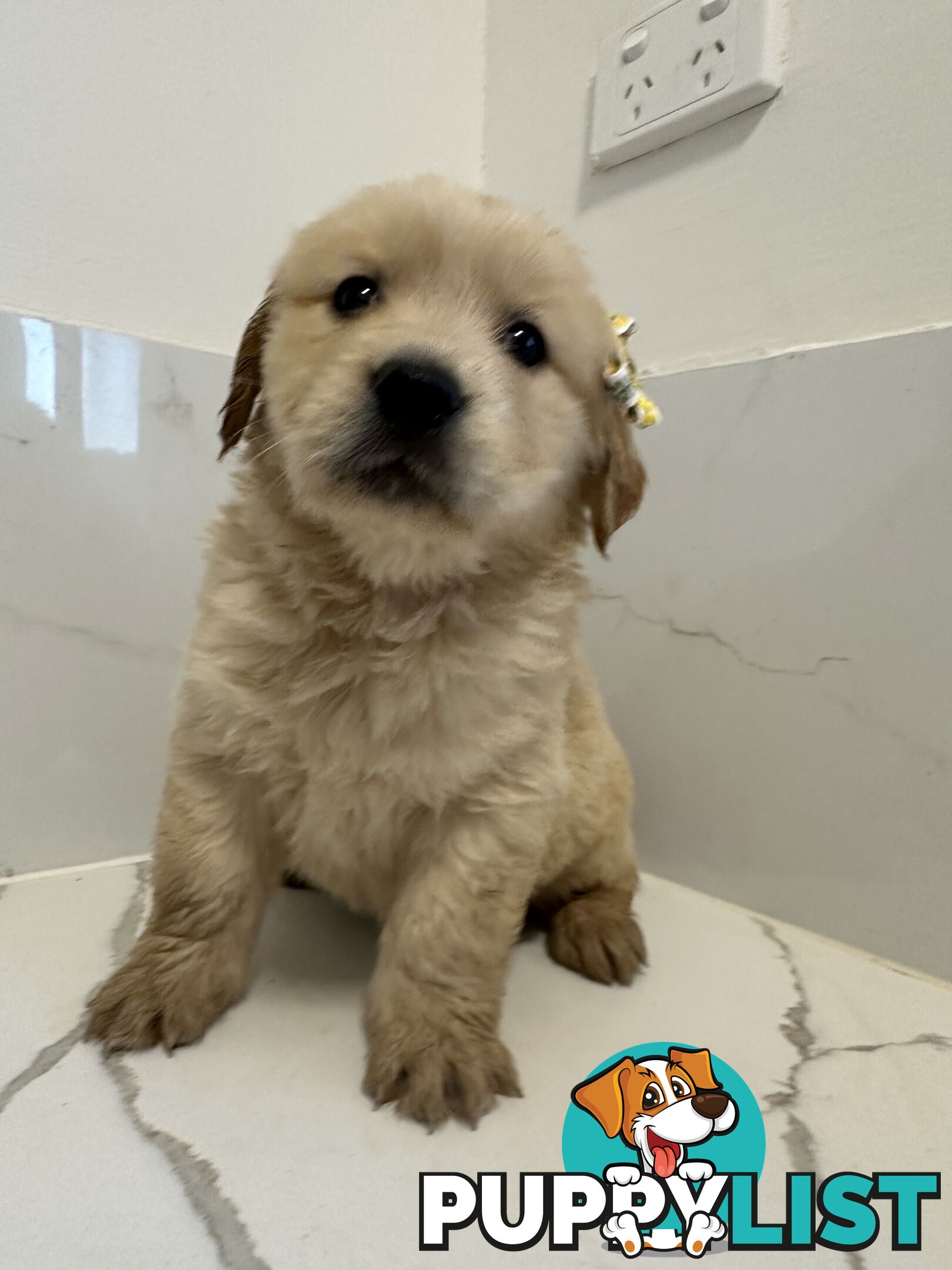 Golden Retriever Puppies for Loving Homes 🐾