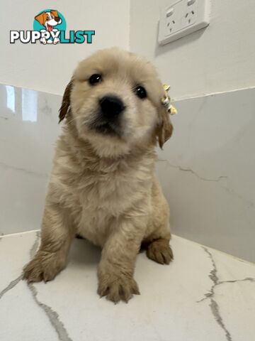 Golden Retriever Puppies for Loving Homes 🐾