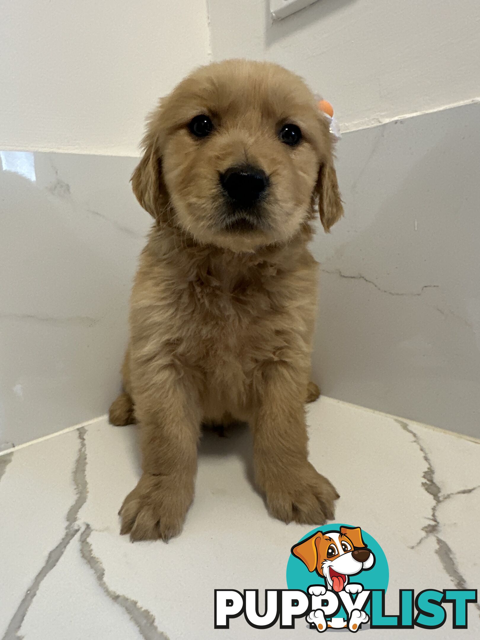 Golden Retriever Puppies for Loving Homes 🐾