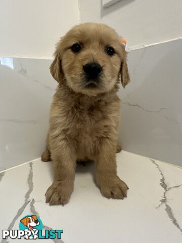 Golden Retriever Puppies for Loving Homes 🐾