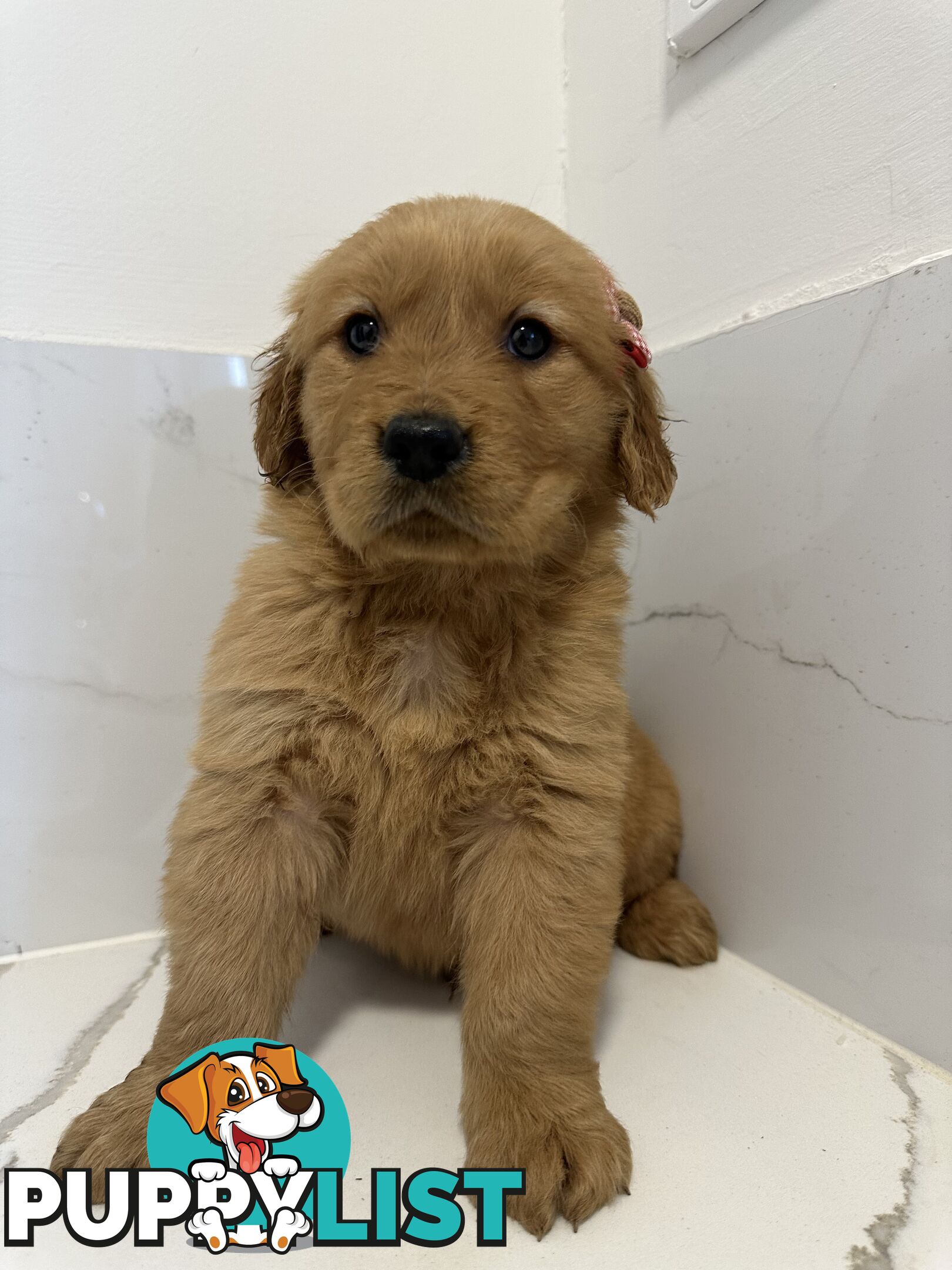 Golden Retriever Puppies for Loving Homes 🐾