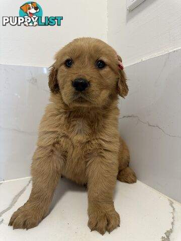 Golden Retriever Puppies for Loving Homes 🐾
