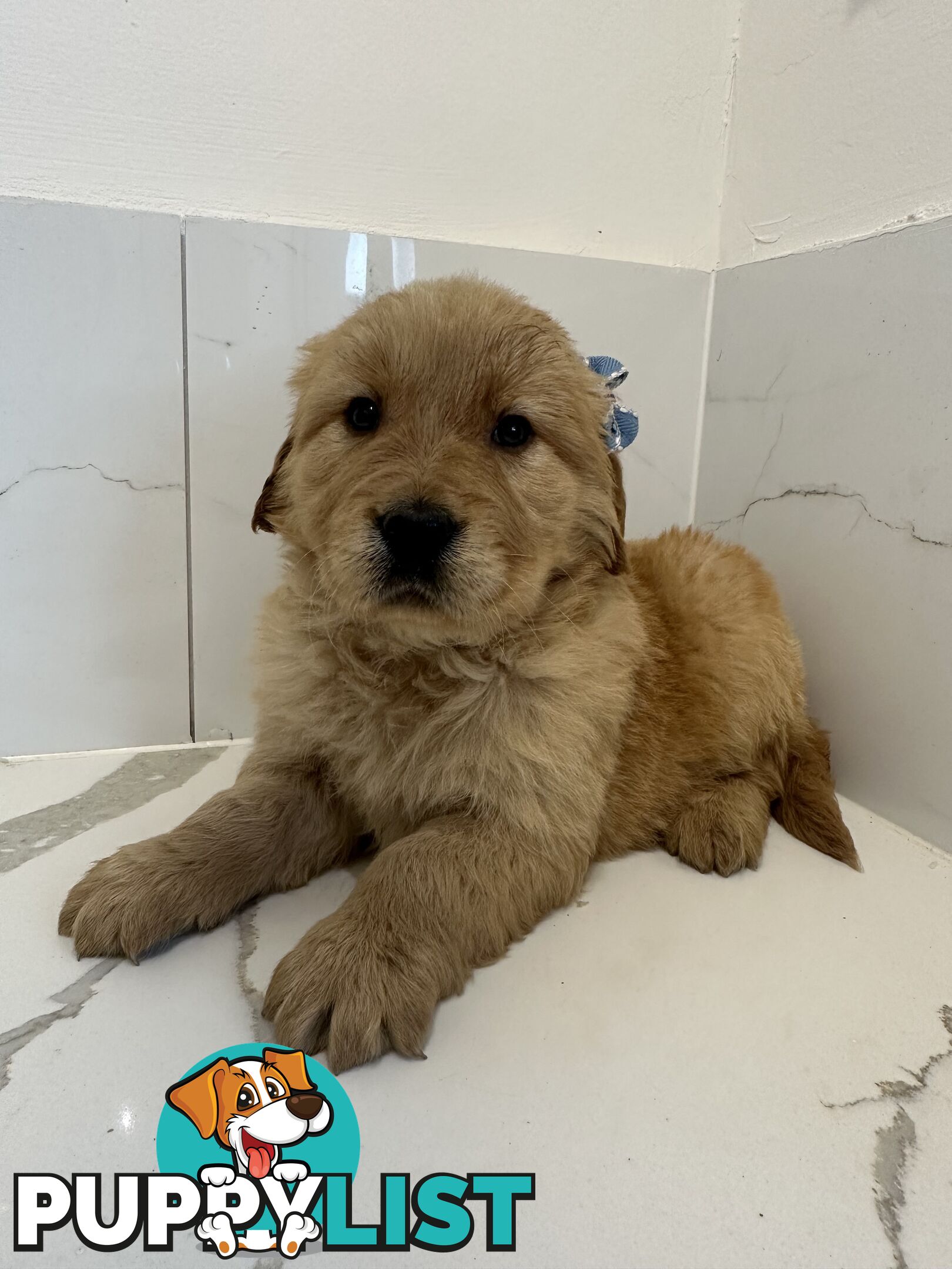 Golden Retriever Puppies for Loving Homes 🐾