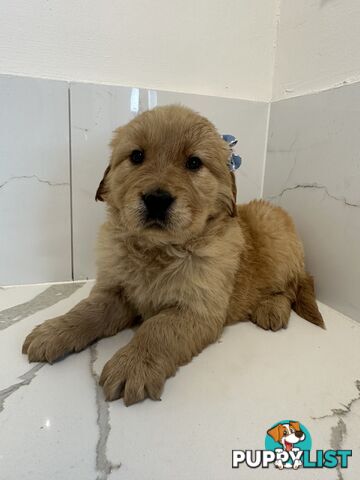 Golden Retriever Puppies for Loving Homes 🐾