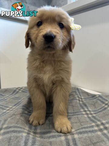 Purebred Golden Retriever Puppies