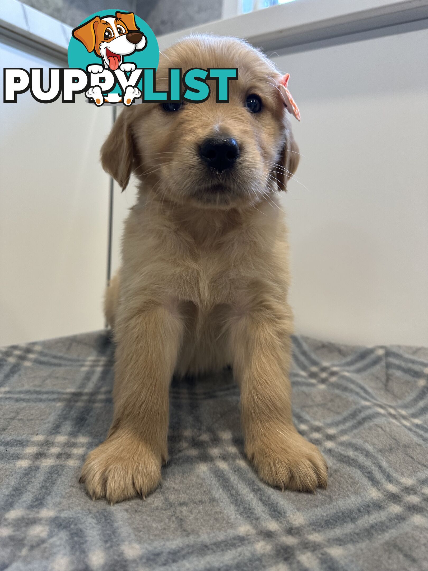 Purebred Golden Retriever Puppies
