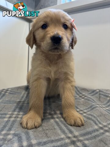 Purebred Golden Retriever Puppies