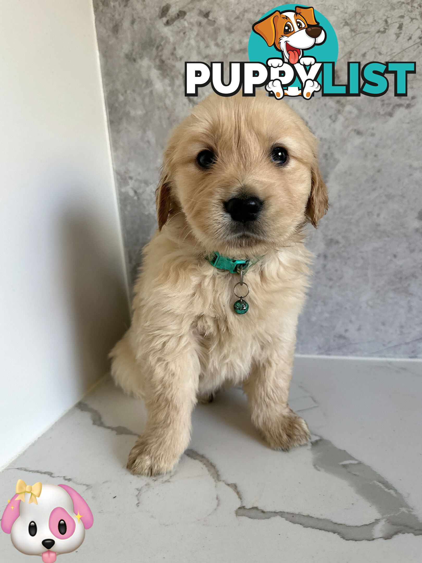 Purebred Golden Retriever Puppies DNA CLEAR