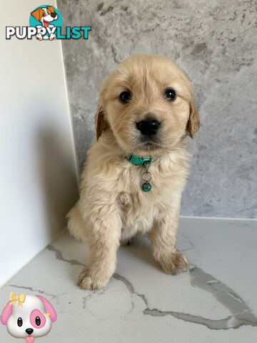 Purebred Golden Retriever Puppies DNA CLEAR