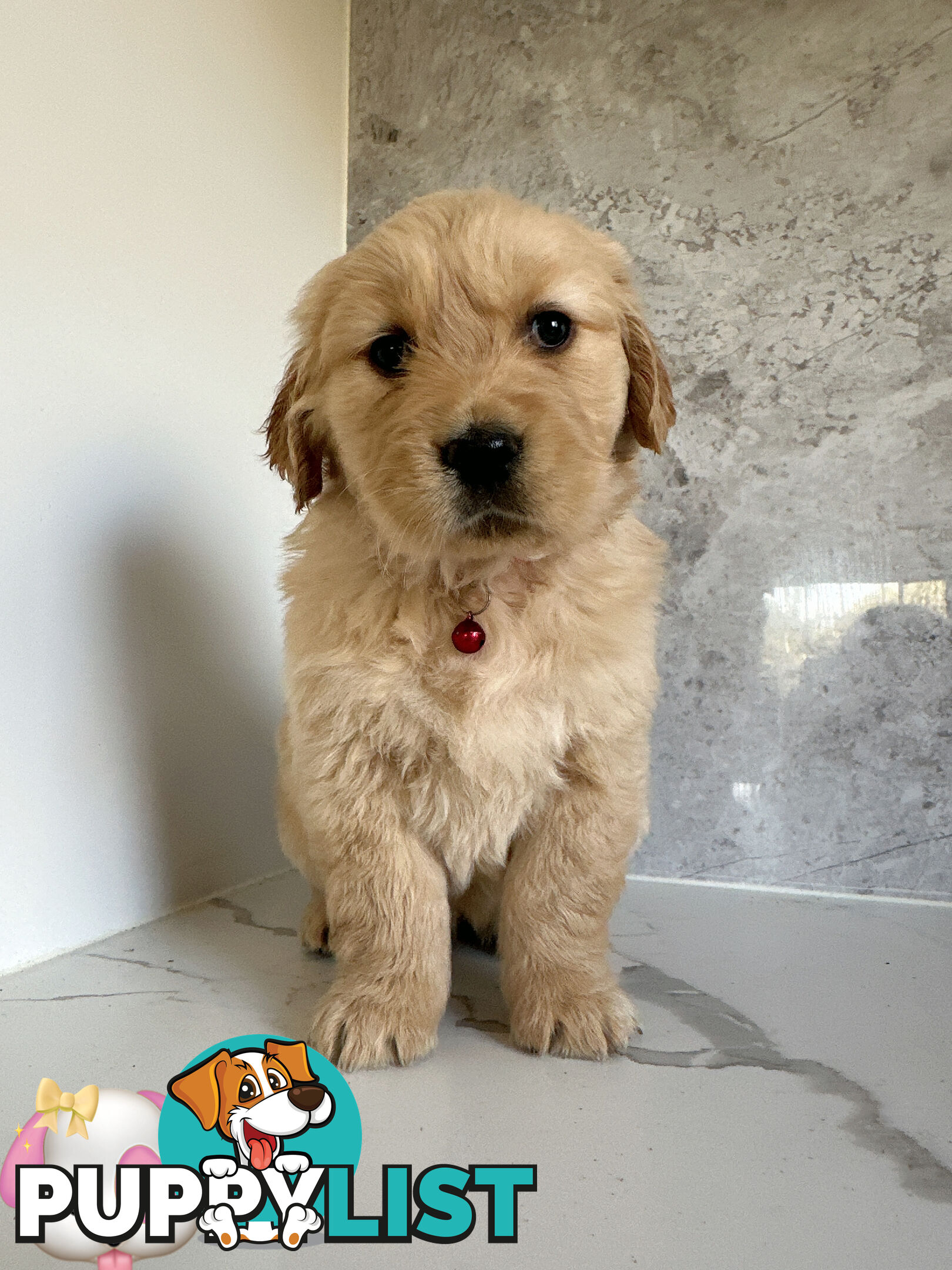 Purebred Golden Retriever Puppies DNA CLEAR