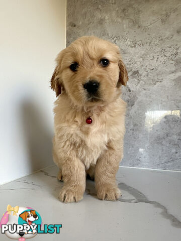 Purebred Golden Retriever Puppies DNA CLEAR