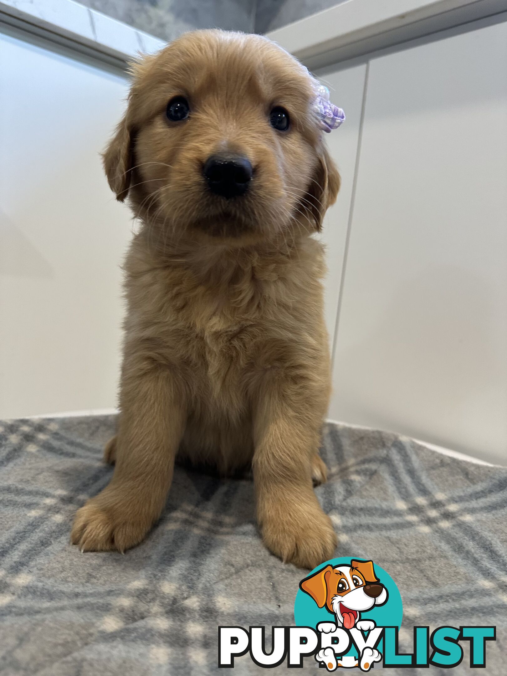 Purebred Golden Retriever Puppies