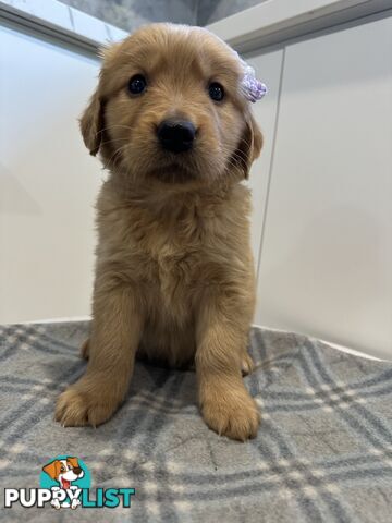Purebred Golden Retriever Puppies