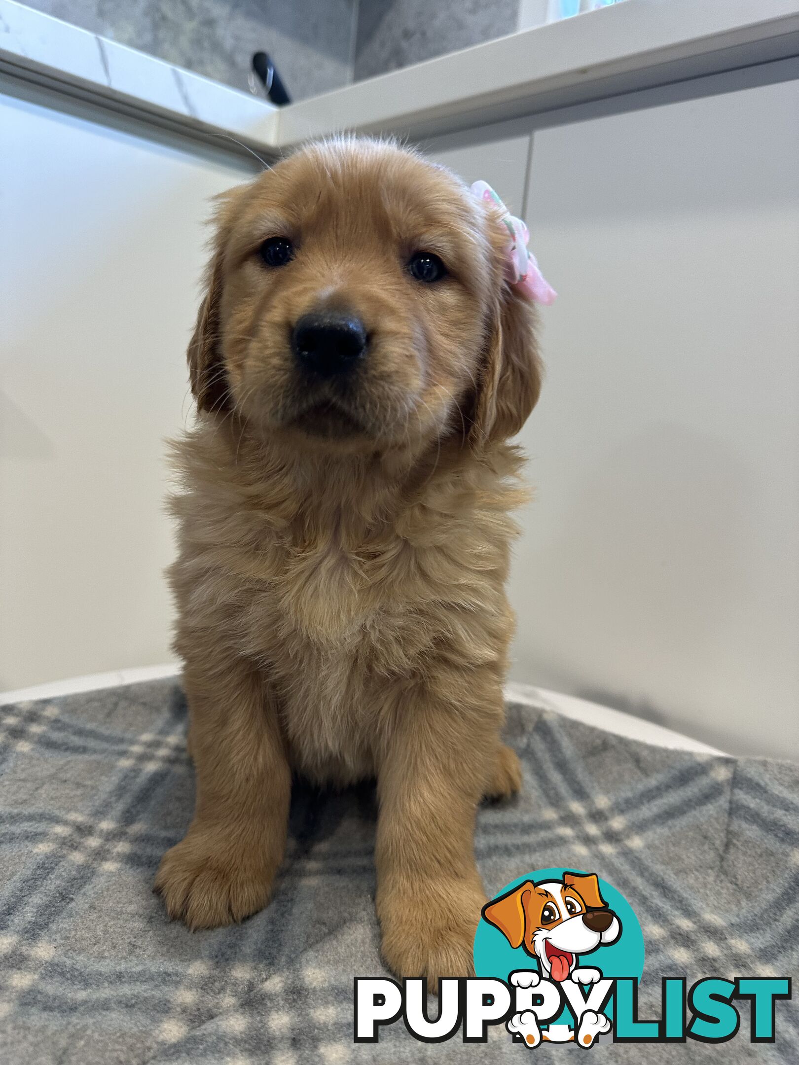 Purebred Golden Retriever Puppies