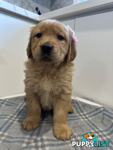 Purebred Golden Retriever Puppies
