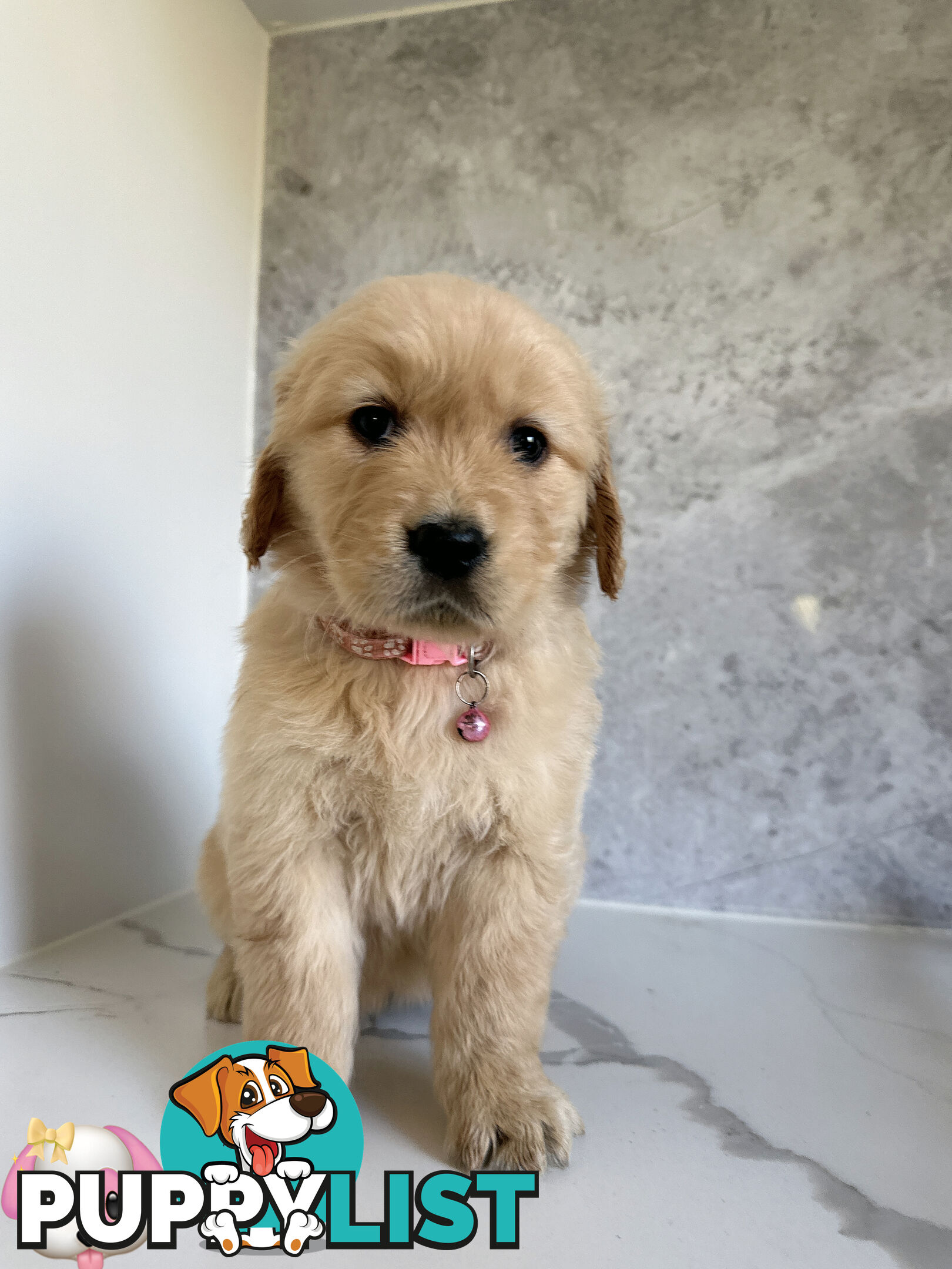 Purebred Golden Retriever Puppies DNA CLEAR
