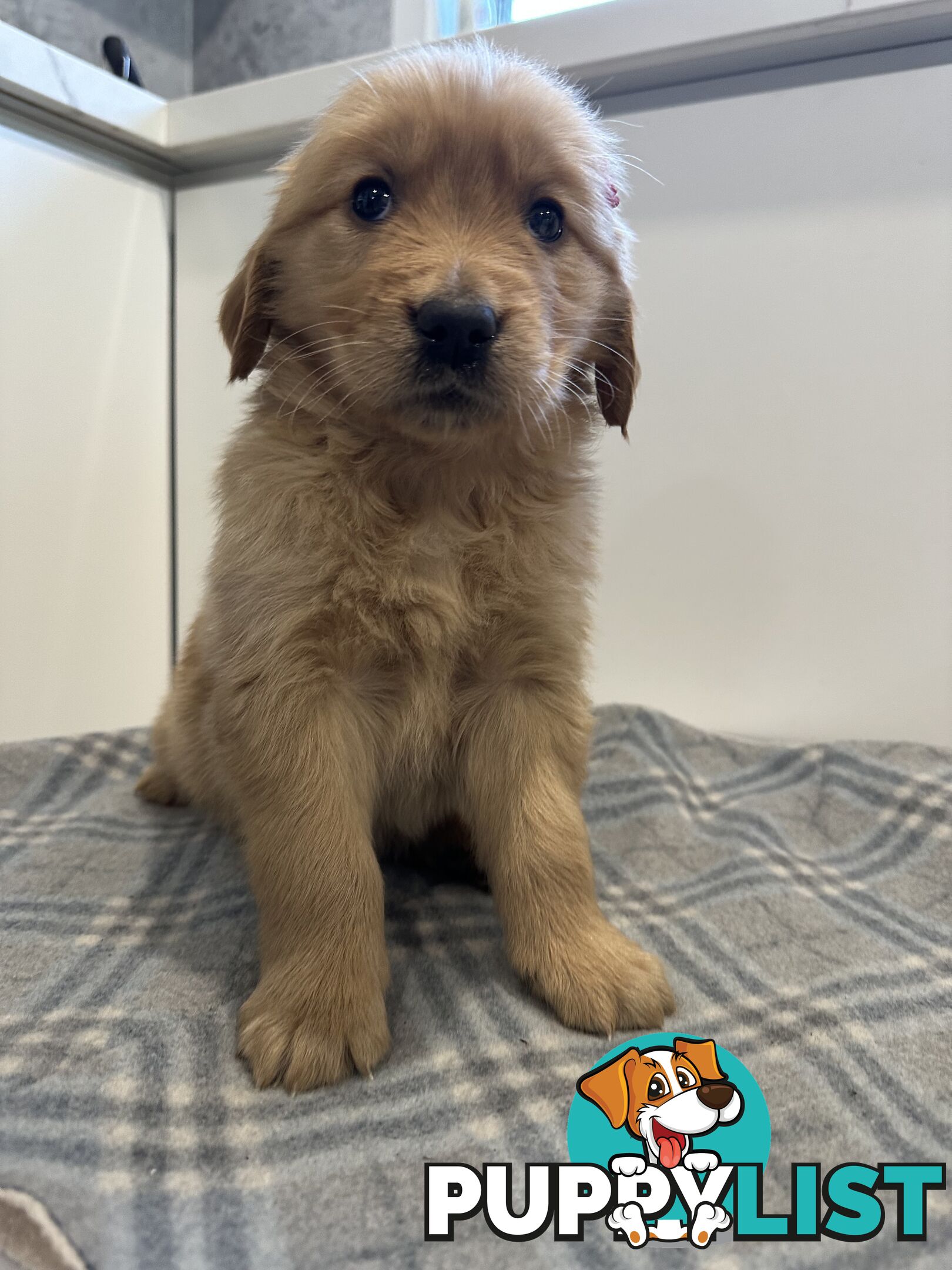Purebred Golden Retriever Puppies