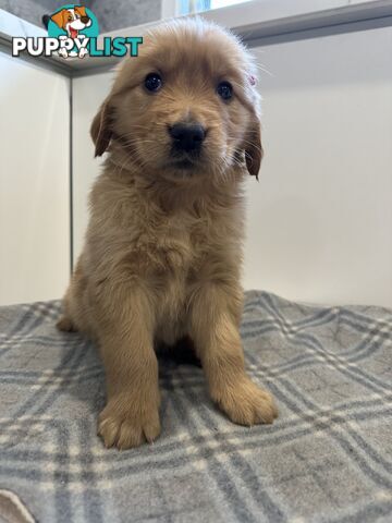 Purebred Golden Retriever Puppies