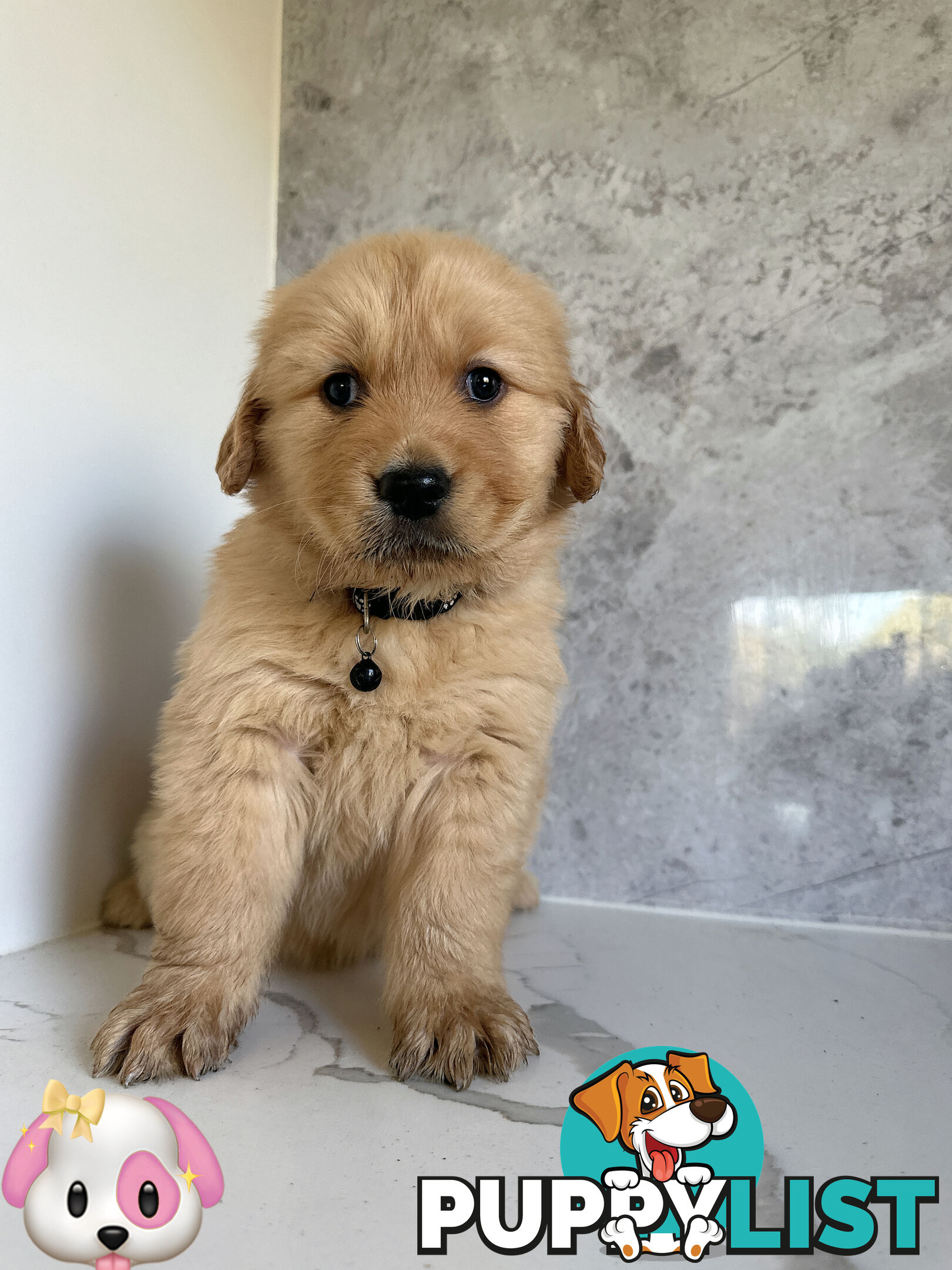 Purebred Golden Retriever Puppies DNA CLEAR