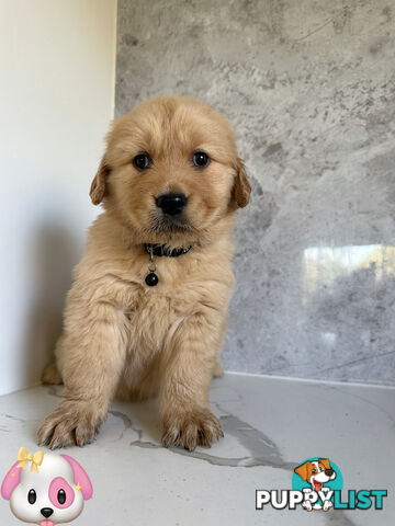 Purebred Golden Retriever Puppies DNA CLEAR