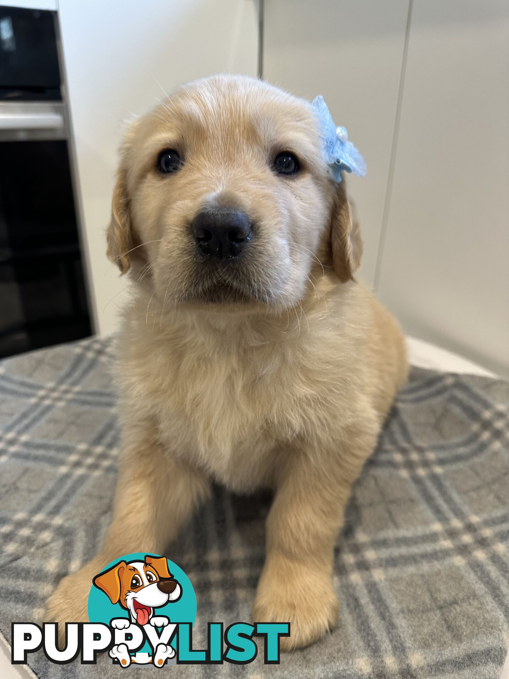 Purebred Golden Retriever Puppies