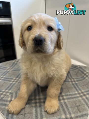 Purebred Golden Retriever Puppies