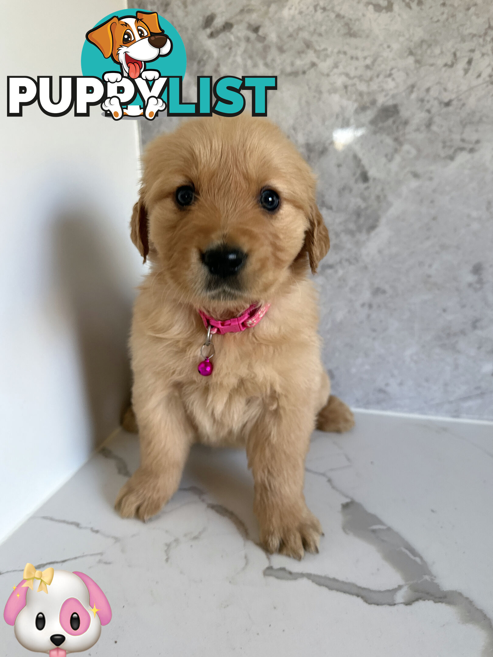 Purebred Golden Retriever Puppies DNA CLEAR