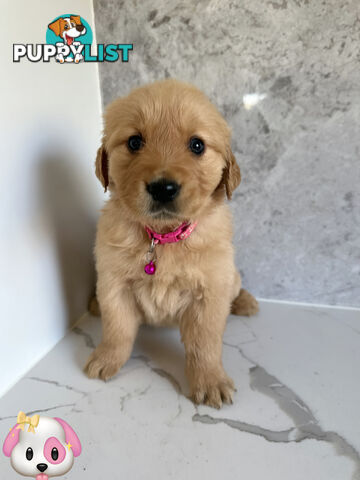 Purebred Golden Retriever Puppies DNA CLEAR