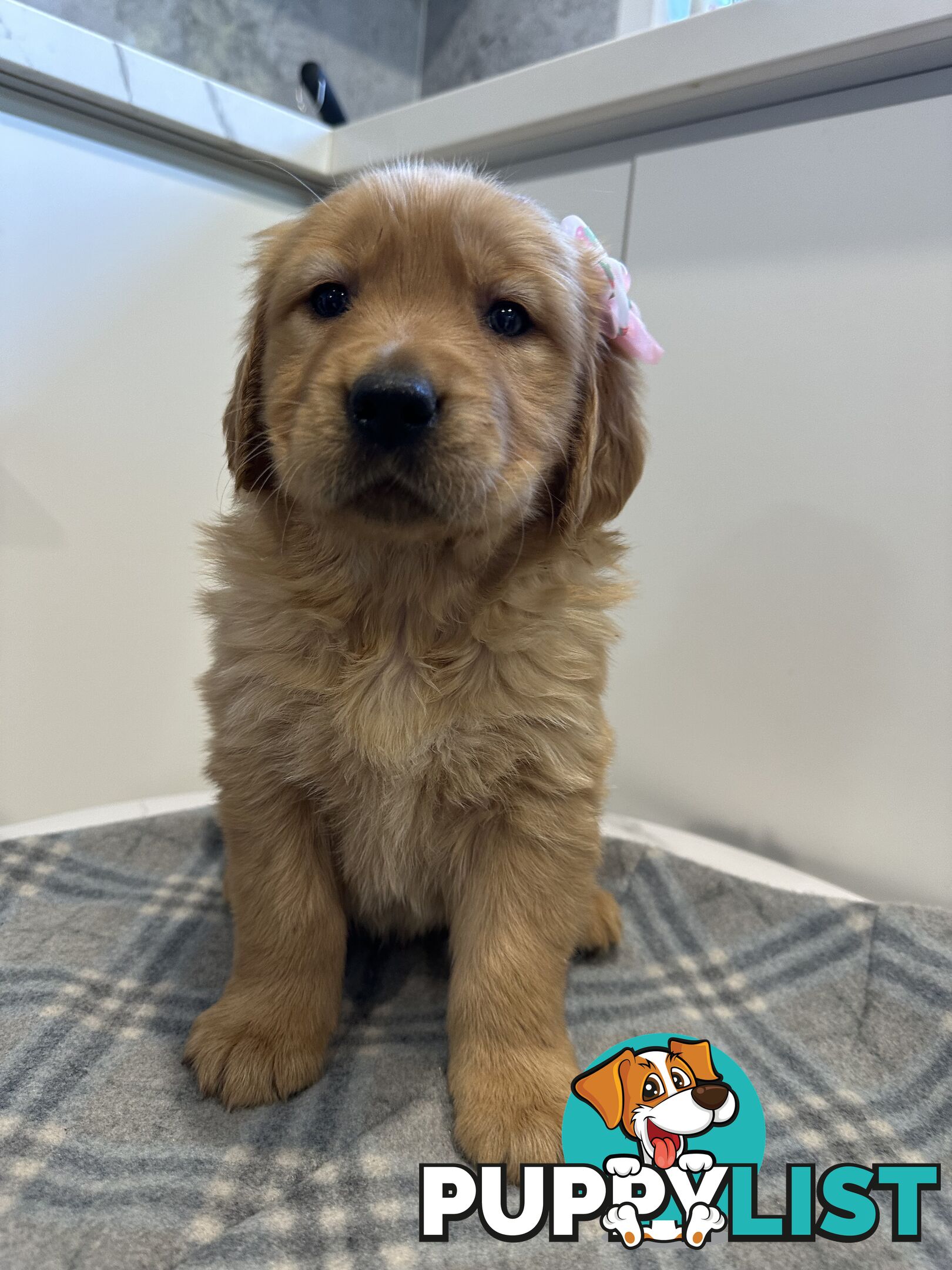 Purebred Golden Retriever
