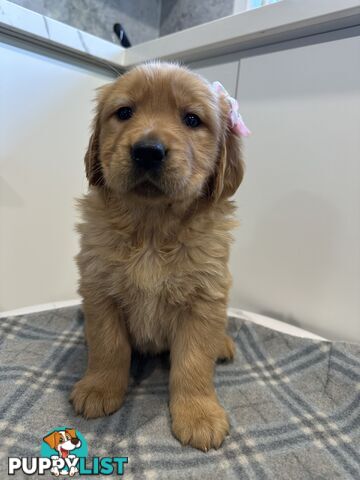 Purebred Golden Retriever