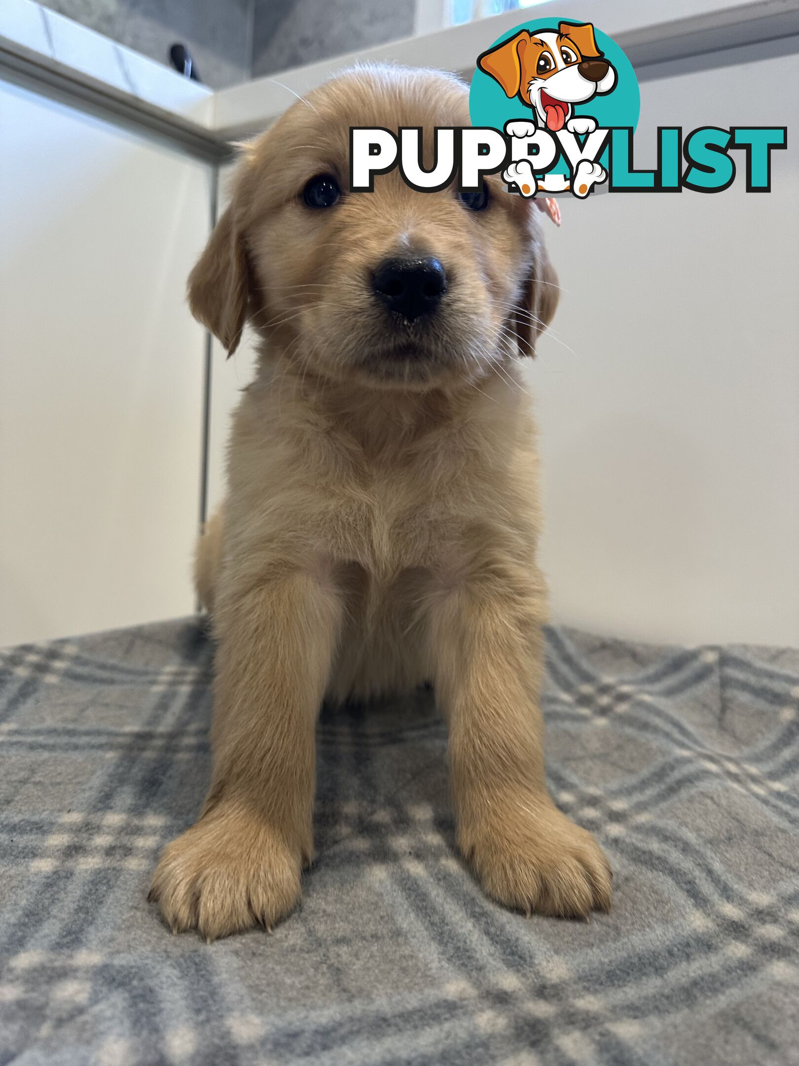 Purebred Golden Retriever