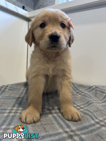 Purebred Golden Retriever