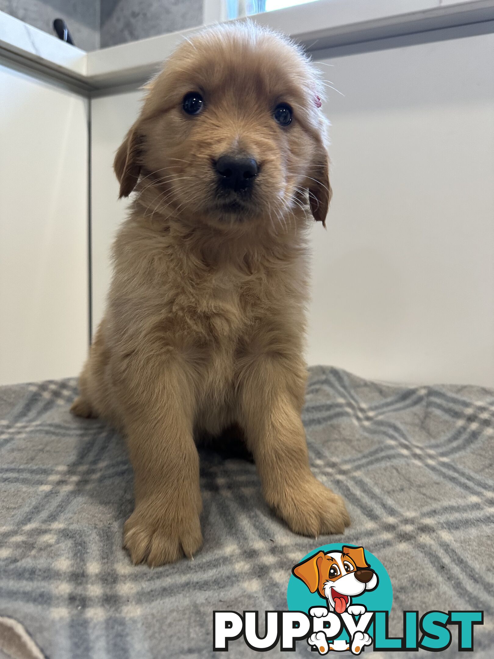 Purebred Golden Retriever