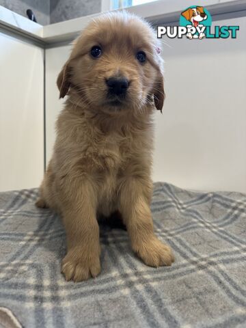 Purebred Golden Retriever