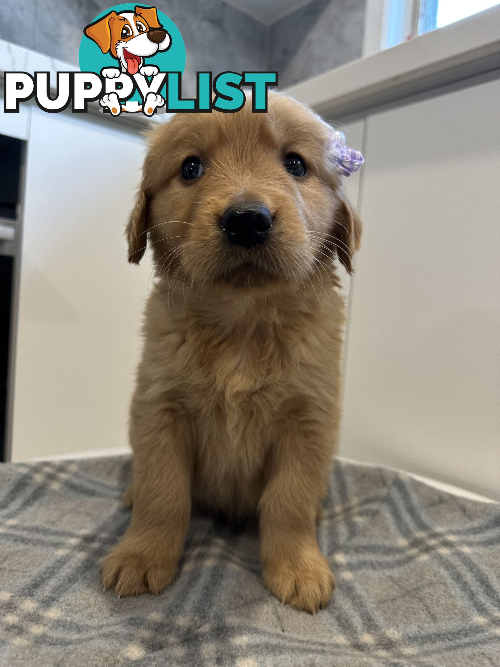 Purebred Golden Retriever