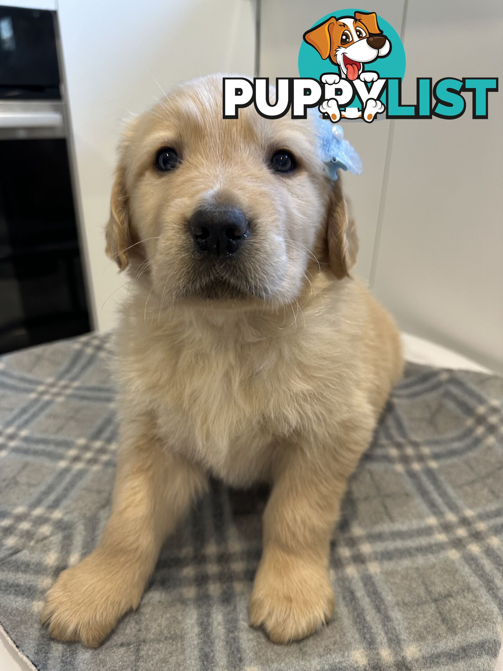 Purebred Golden Retriever