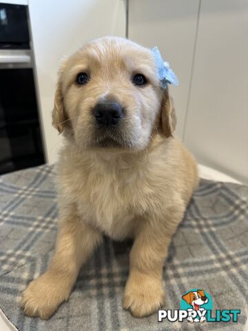 Purebred Golden Retriever