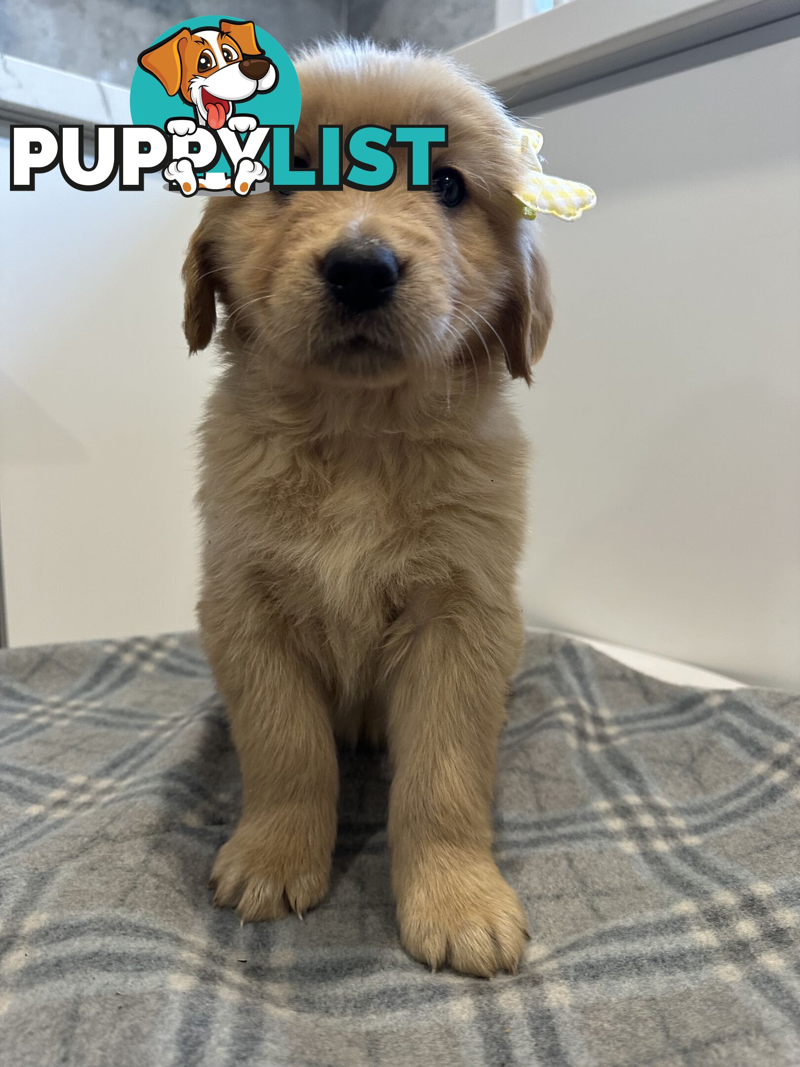 Purebred Golden Retriever