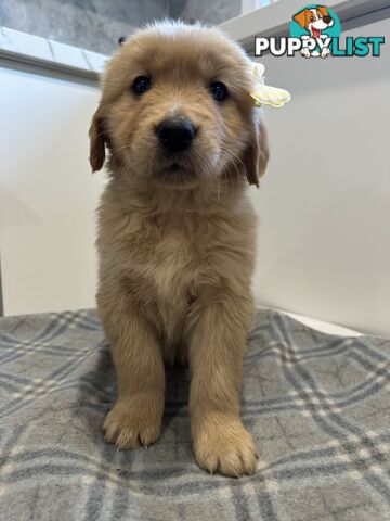 Purebred Golden Retriever