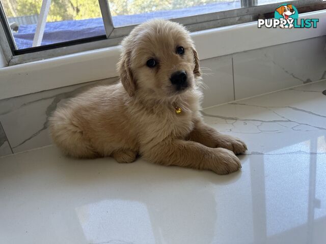 Purebred Golden Retriever Puppies looking for new home