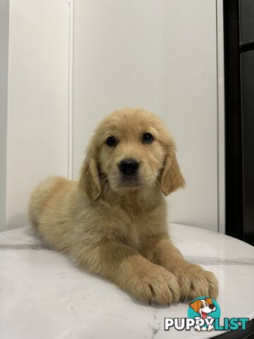 Purebred Golden Retriever Puppies available now