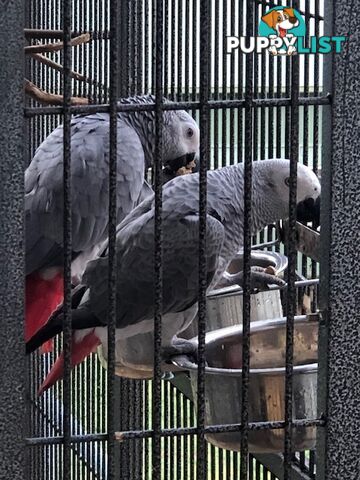 African Grey