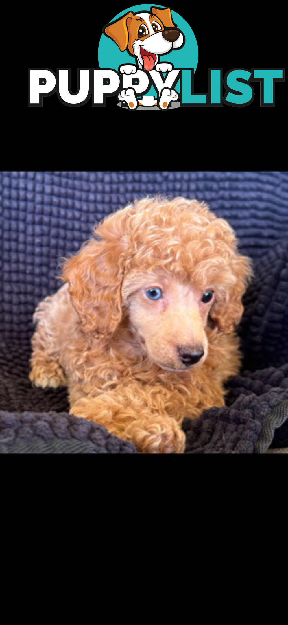 Toy Poodle