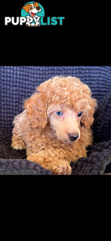 Toy Poodle