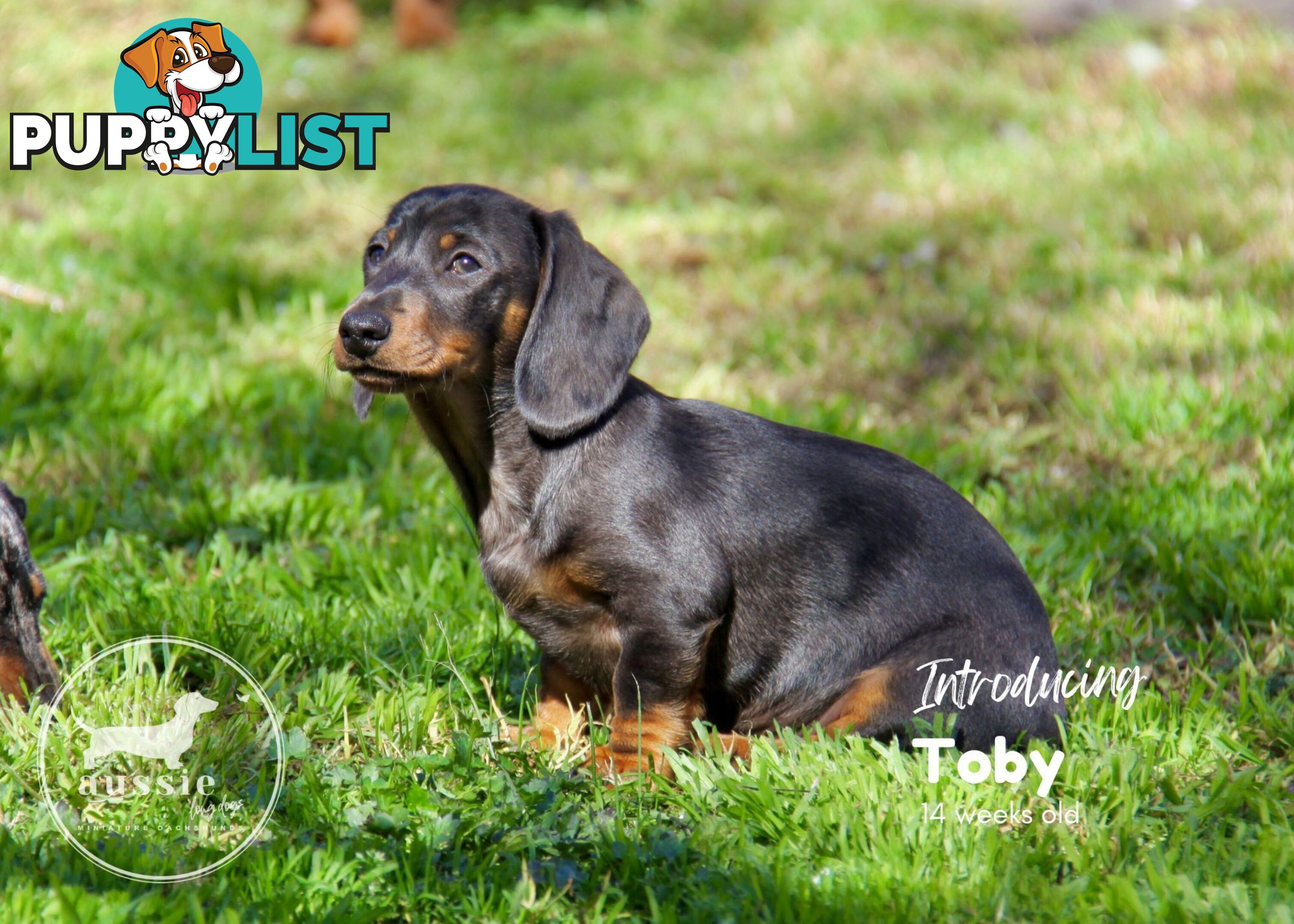 Stunning Purebred Miniature Dachshund Puppies - Last 2 Dapples!